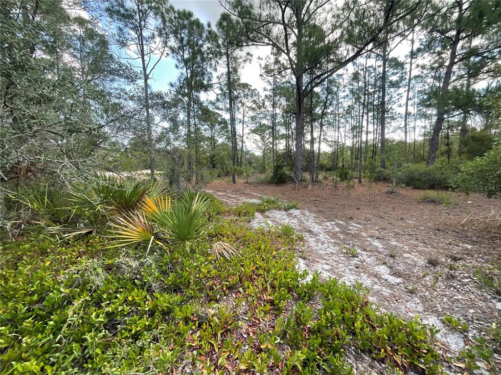A wooded lot with sandy ground, pine trees, and low-lying palmetto bushes — 515 CONCERT DRIVE, LAKE PLACID, FL