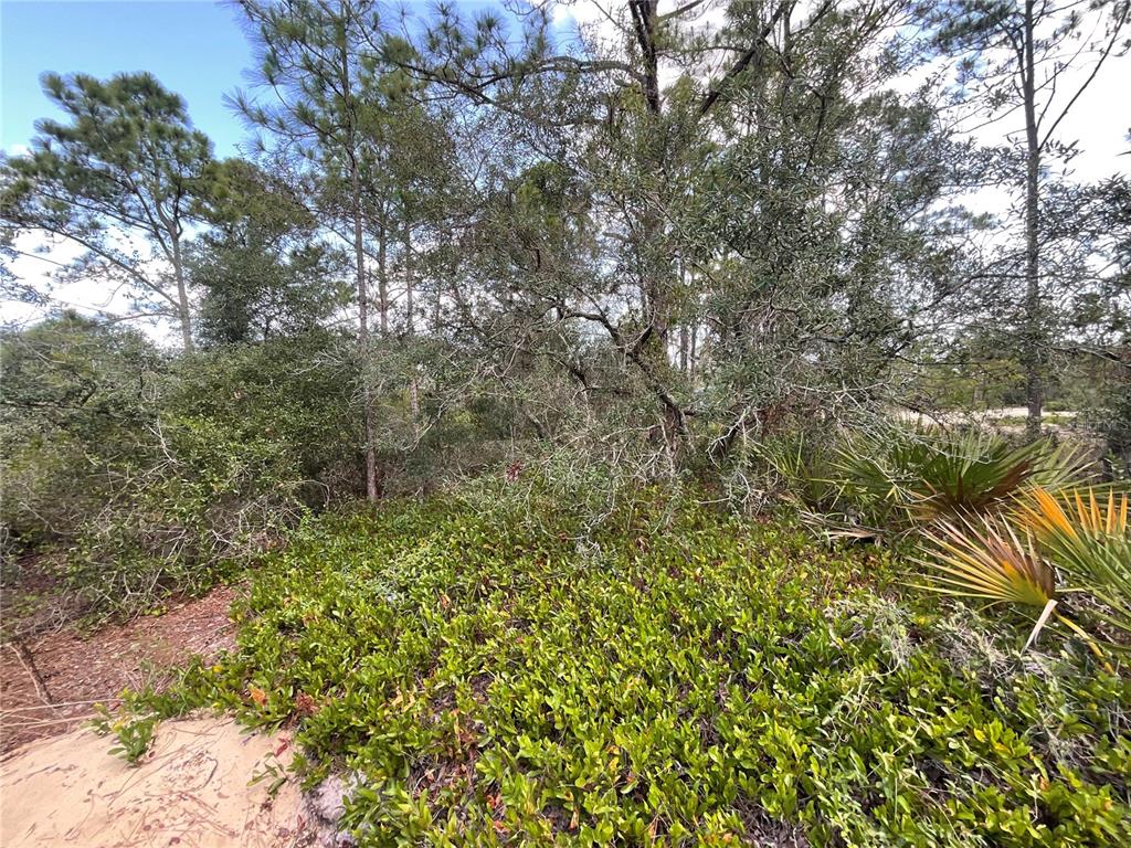 A wooded lot features dense green shrubs, palmettos, and tall pine trees under a blue sky — 515 CONCERT DRIVE, LAKE PLACID, FL