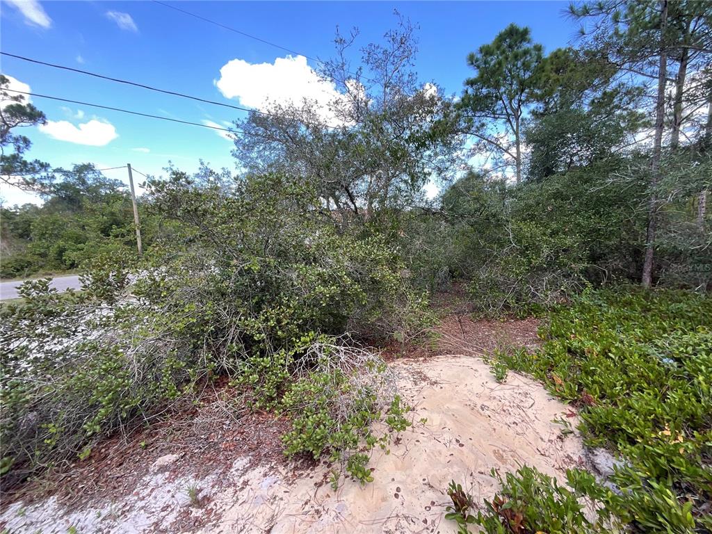 A vacant, wooded lot features sandy ground and dense vegetation under a blue sky — 515 CONCERT DRIVE, LAKE PLACID, FL