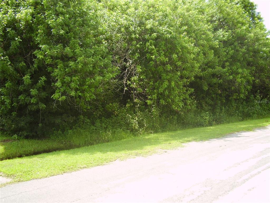 A paved road runs alongside a dense, overgrown area of trees and shrubs — 321 CAEN COURT, KISSIMMEE, FL