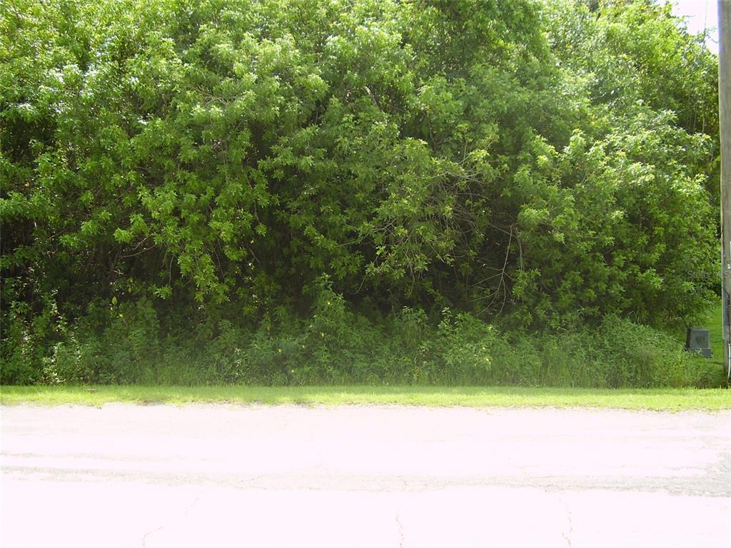 A dense thicket of green trees and shrubs borders a paved road — 321 CAEN COURT, KISSIMMEE, FL