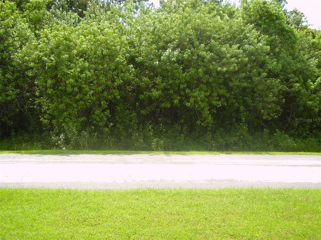 A paved road runs between a grassy foreground and a dense line of green trees — 321 CAEN COURT, KISSIMMEE, FL
