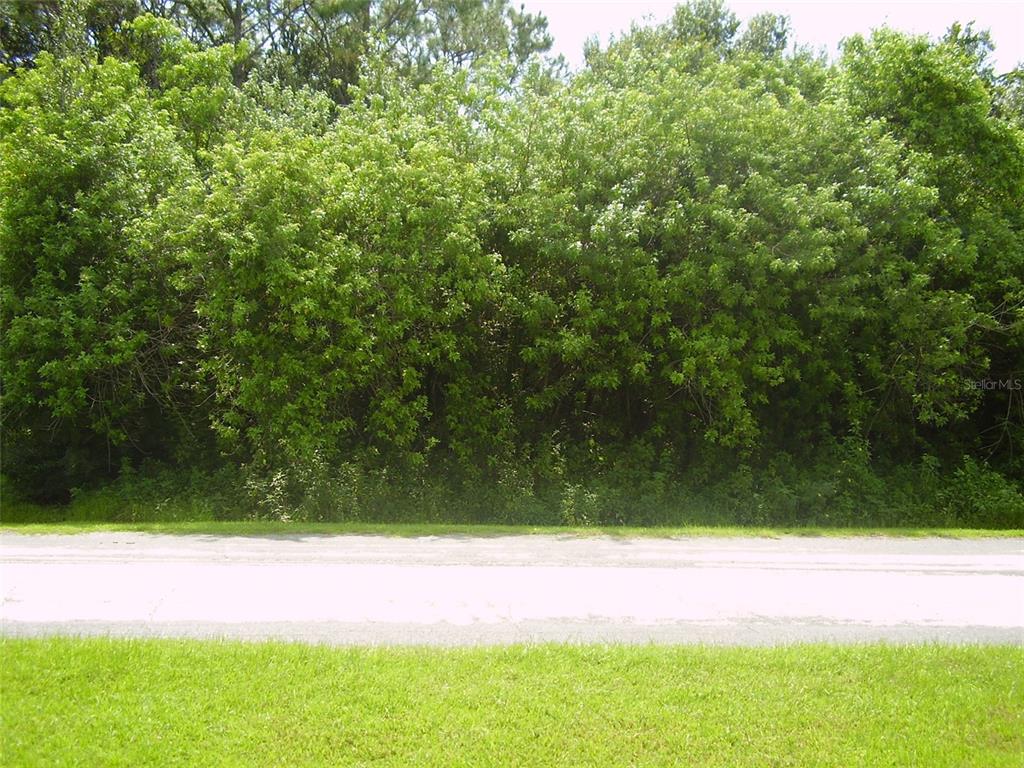 A paved road runs in front of a dense line of green trees and bushes — 321 CAEN COURT, KISSIMMEE, FL
