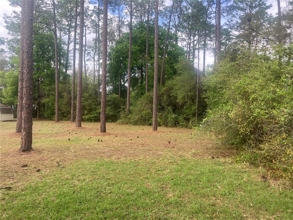 A grassy yard with scattered pine cones features several tall pine trees and dense foliage — SE 19th Place SE 19TH PLACE, SILVER SPRINGS, FL