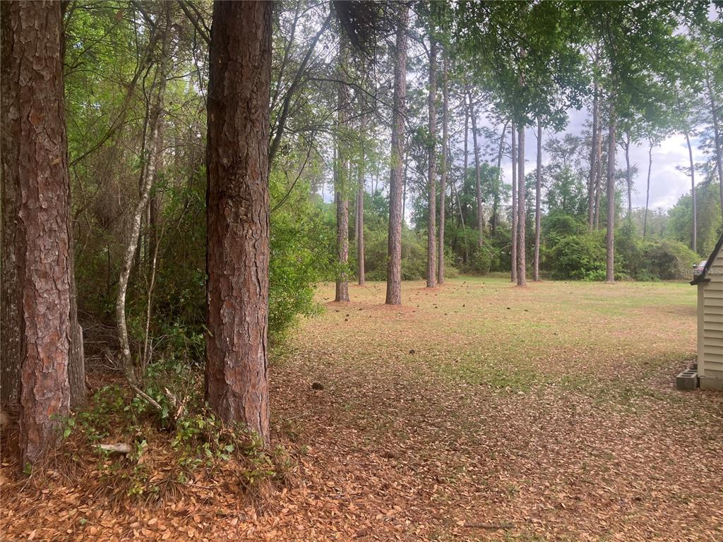 A grassy yard with scattered pine trees and a partial view of a building exterior — SE 19th Place SE 19TH PLACE, SILVER SPRINGS, FL