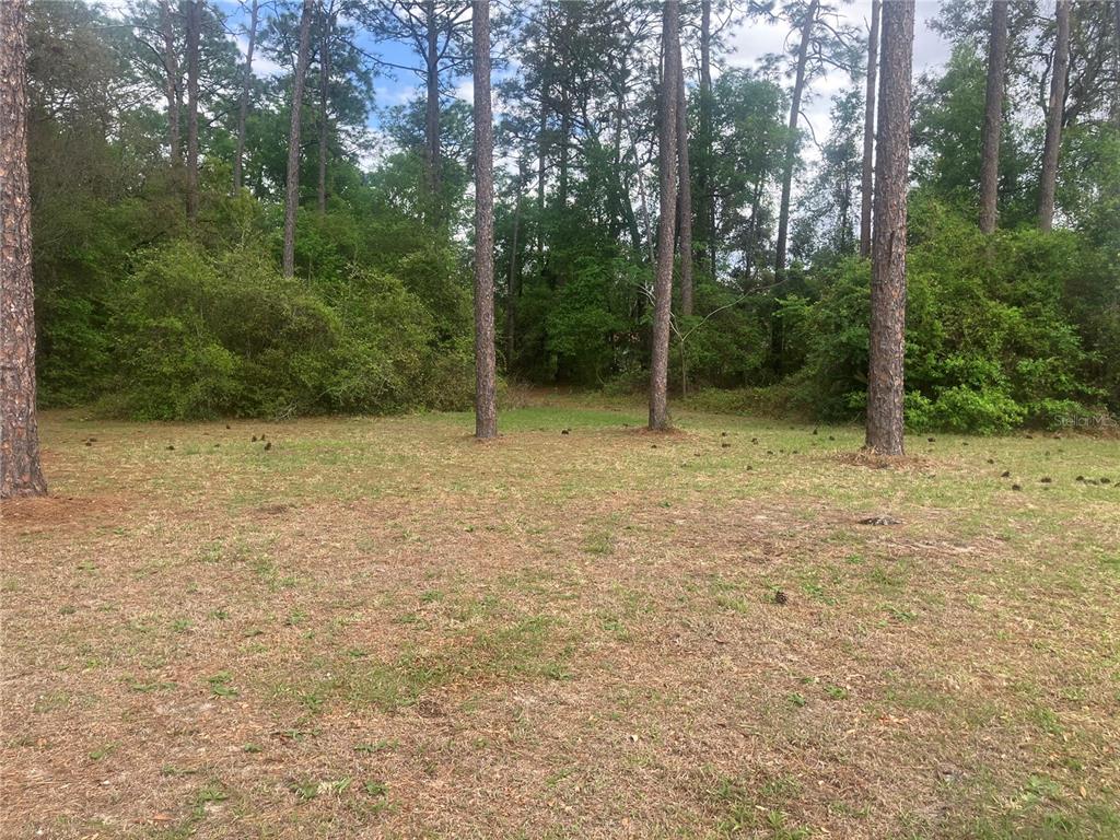 A grassy, partially wooded lot with several tall pine trees — SE 19th Place SE 19TH PLACE, SILVER SPRINGS, FL