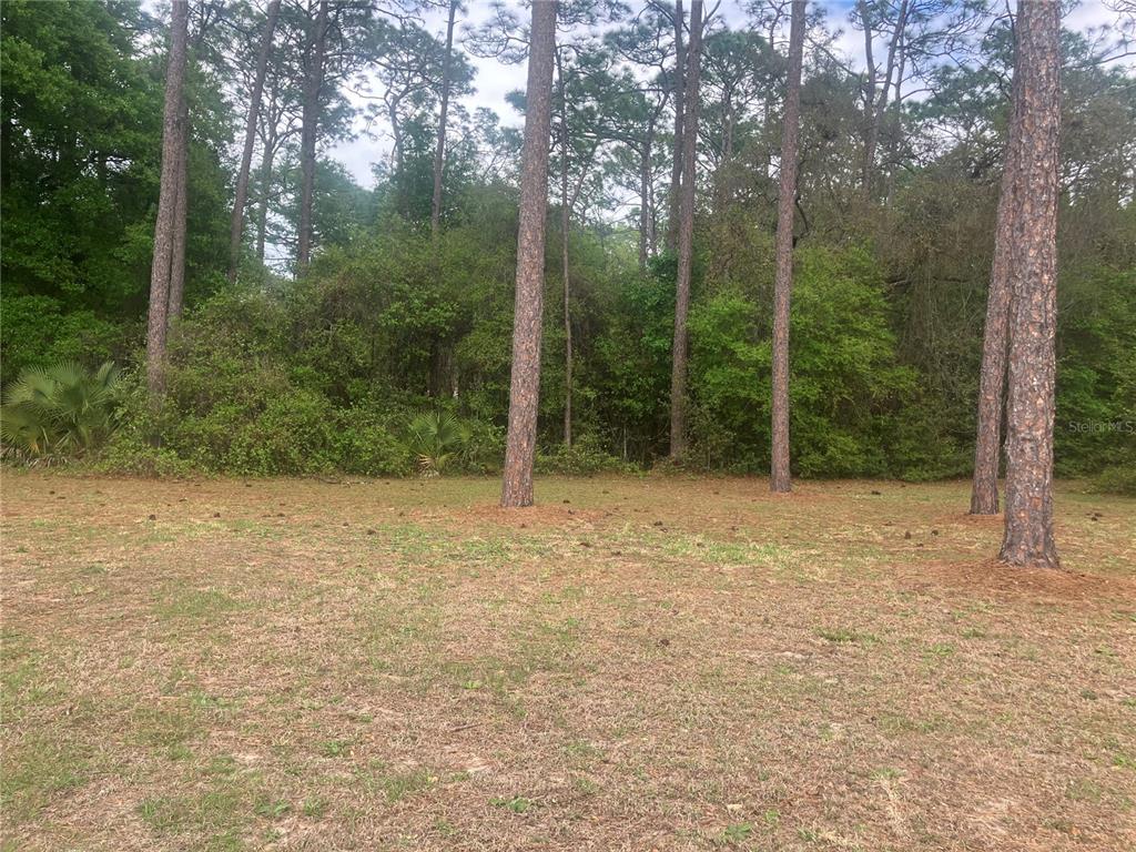 A grassy, wooded lot features several tall pine trees and dense brush in the background — SE 19th Place SE 19TH PLACE, SILVER SPRINGS, FL