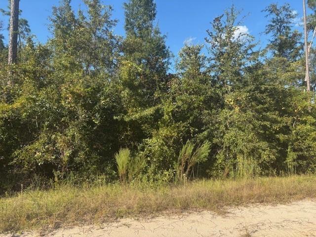 A wooded lot with dense green trees and shrubs borders a sandy dirt road — 0 Mulberry Drive, FL 32448, FL
