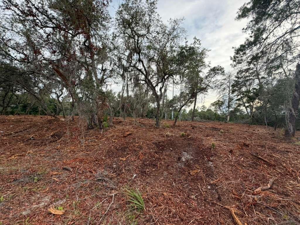A cleared, wooded lot with pine needles and scattered debris under a cloudy sky — SEQUOIA TRAIL, OCKLAWAHA, FL