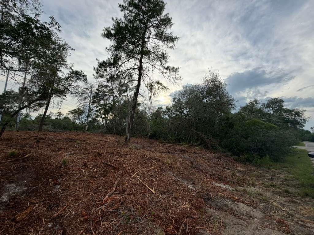 A cleared, sloped lot with scattered trees and pine straw under a cloudy sky — SEQUOIA TRAIL, OCKLAWAHA, FL