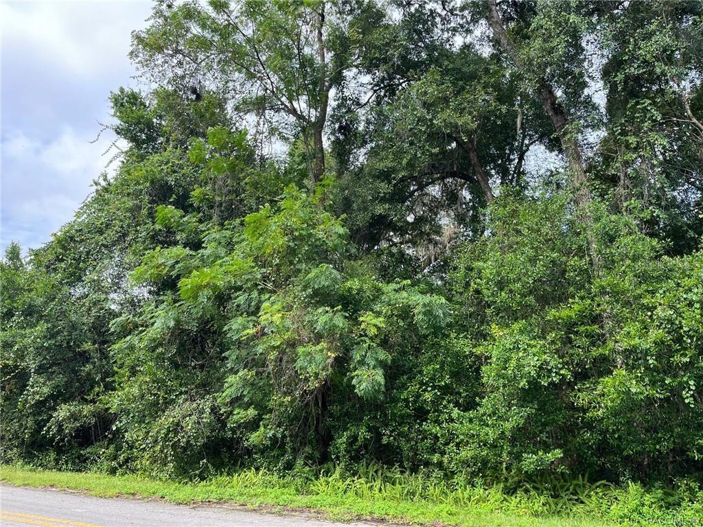 A dense, wooded lot borders a paved road under a cloudy sky — 4780 S SILVER FOX TERRACE, INVERNESS, FL