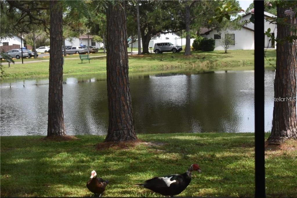 Two Muscovy ducks stand on a grassy lawn overlooking a pond with trees and houses — 11301 DAREWOOD PLACE, TAMPA, FL