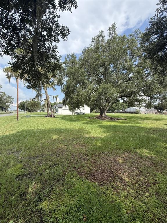 A large oak tree stands in the center of a grassy, open residential lot — 275 TEMPLE STREET, MULBERRY, FL