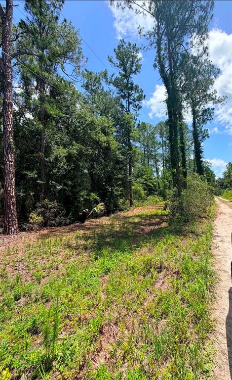 A dirt path runs alongside a wooded lot with tall pine trees under a blue sky — 0 NE 132ND PL, CITRA, FL