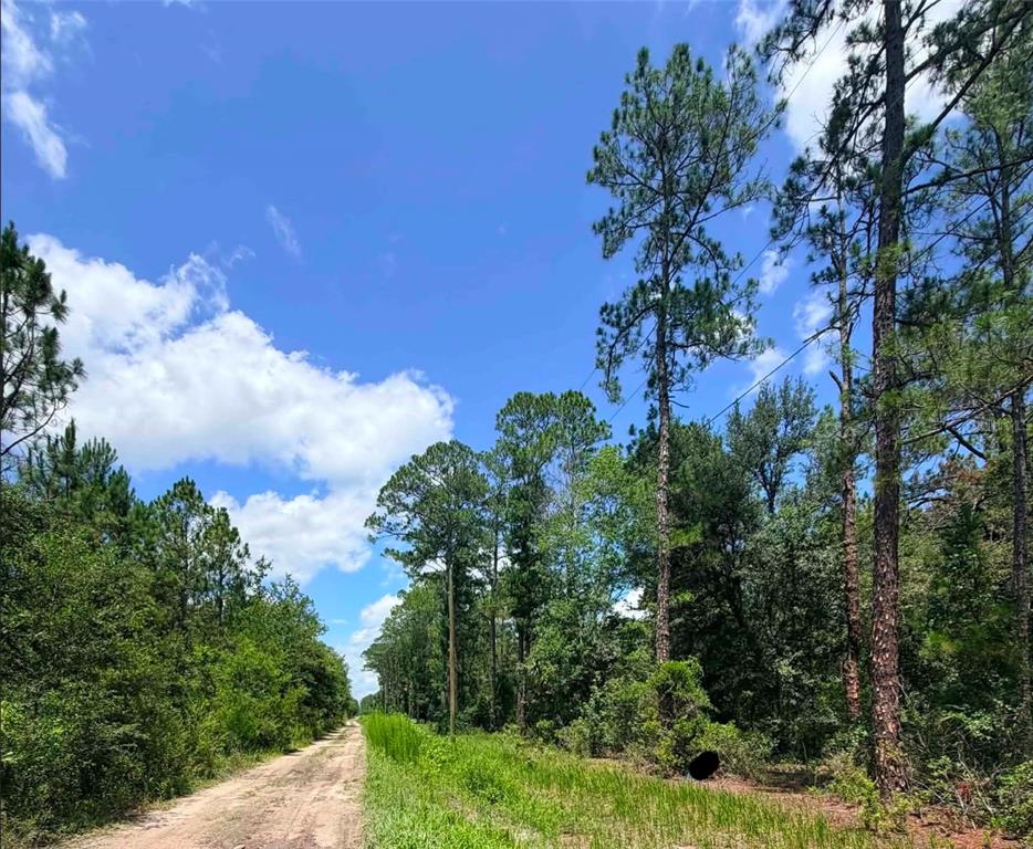 A dirt road runs alongside a wooded area under a blue sky with clouds — 0 NE 132ND PL, CITRA, FL