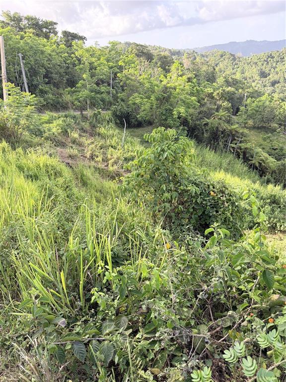 A sloped, grassy hillside covered in lush green vegetation and trees under a cloudy sky — PR 785 KM 2.0 UNIT 4, CAGUAS, PR
