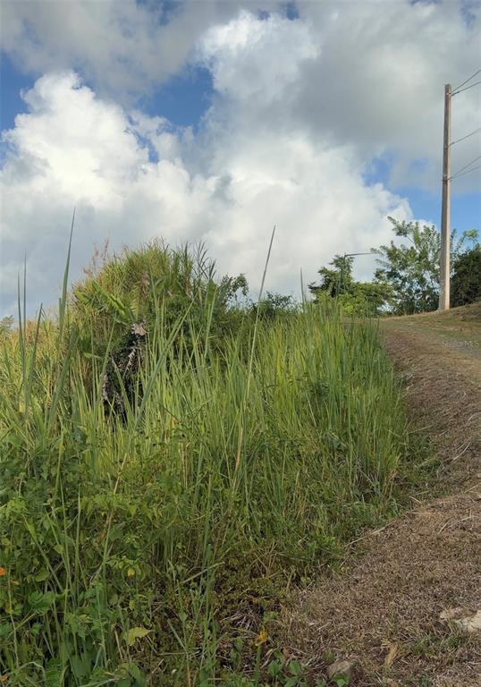 A grassy, overgrown lot borders a dirt path under a cloudy blue sky — PR 785 KM 2.0 UNIT 4, CAGUAS, PR