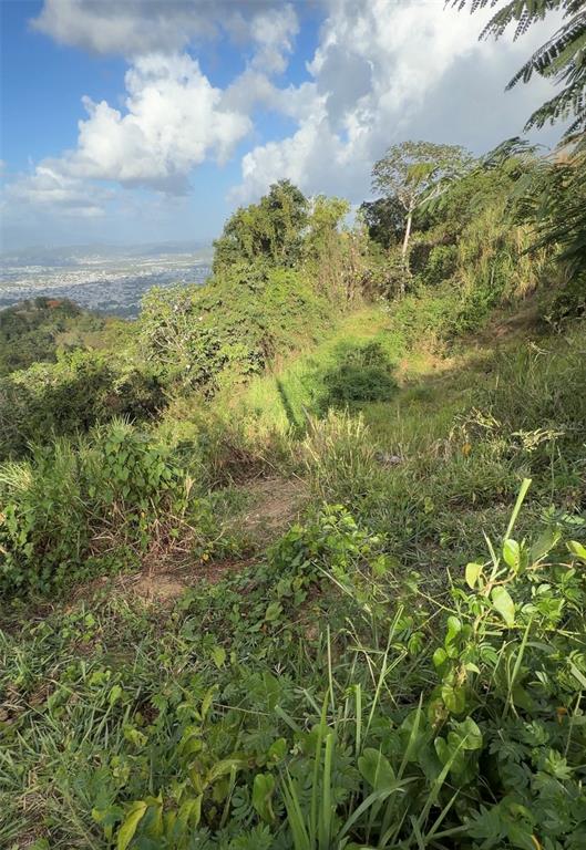 A sloped, grassy hillside with scattered trees and shrubs overlooking a distant town — PR 785 KM 2.0 UNIT 4, CAGUAS, PR