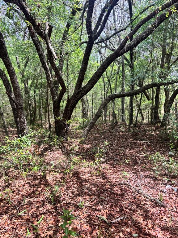 A wooded area with mature trees and a ground covered in fallen brown leaves — 83RD LANE, BRONSON, FL