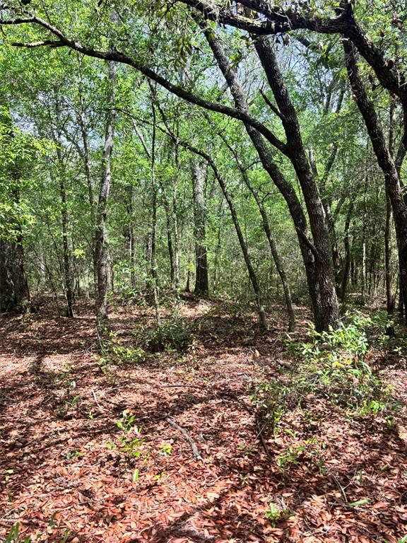 A wooded lot covered in fallen leaves with numerous tall trees and dense vegetation — 83RD LANE, BRONSON, FL