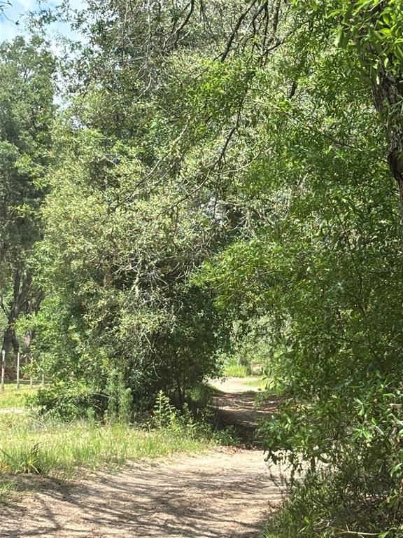 A dirt path winds through a wooded area with dense green trees and foliage — 83RD LANE, BRONSON, FL
