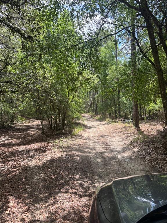 A dirt path winds through a wooded area with tall trees and scattered leaves — 83RD LANE, BRONSON, FL
