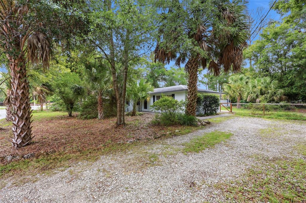 A white house with a gravel driveway is surrounded by palm trees and lush greenery — 1503 NW 17TH STREET, GAINESVILLE, FL