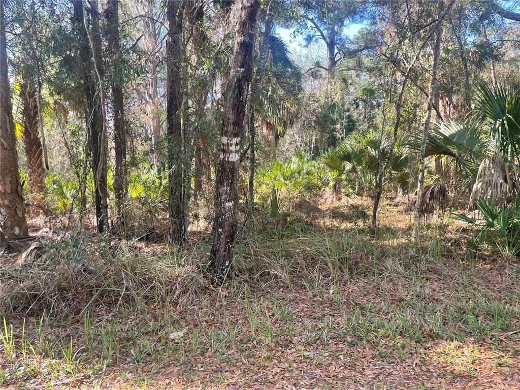 A wooded lot with tall trees, palmetto bushes, and dry grass under a bright sky — 1120 NE 3RD STREET, CRYSTAL RIVER, FL