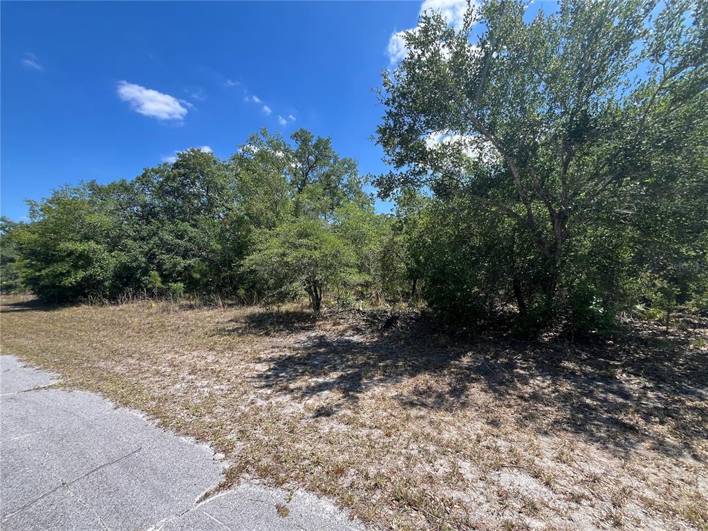 A paved road borders a wooded lot with dense trees and sandy ground under blue skies — OLEANDER DRIVE, INDIAN LAKE ESTATES, FL