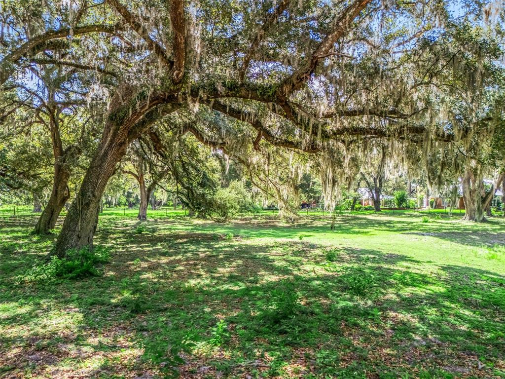 A large, moss-draped oak tree stands in a grassy, sunlit yard with a fenced perimeter — Lot 12 CR 543, BUSHNELL, FL