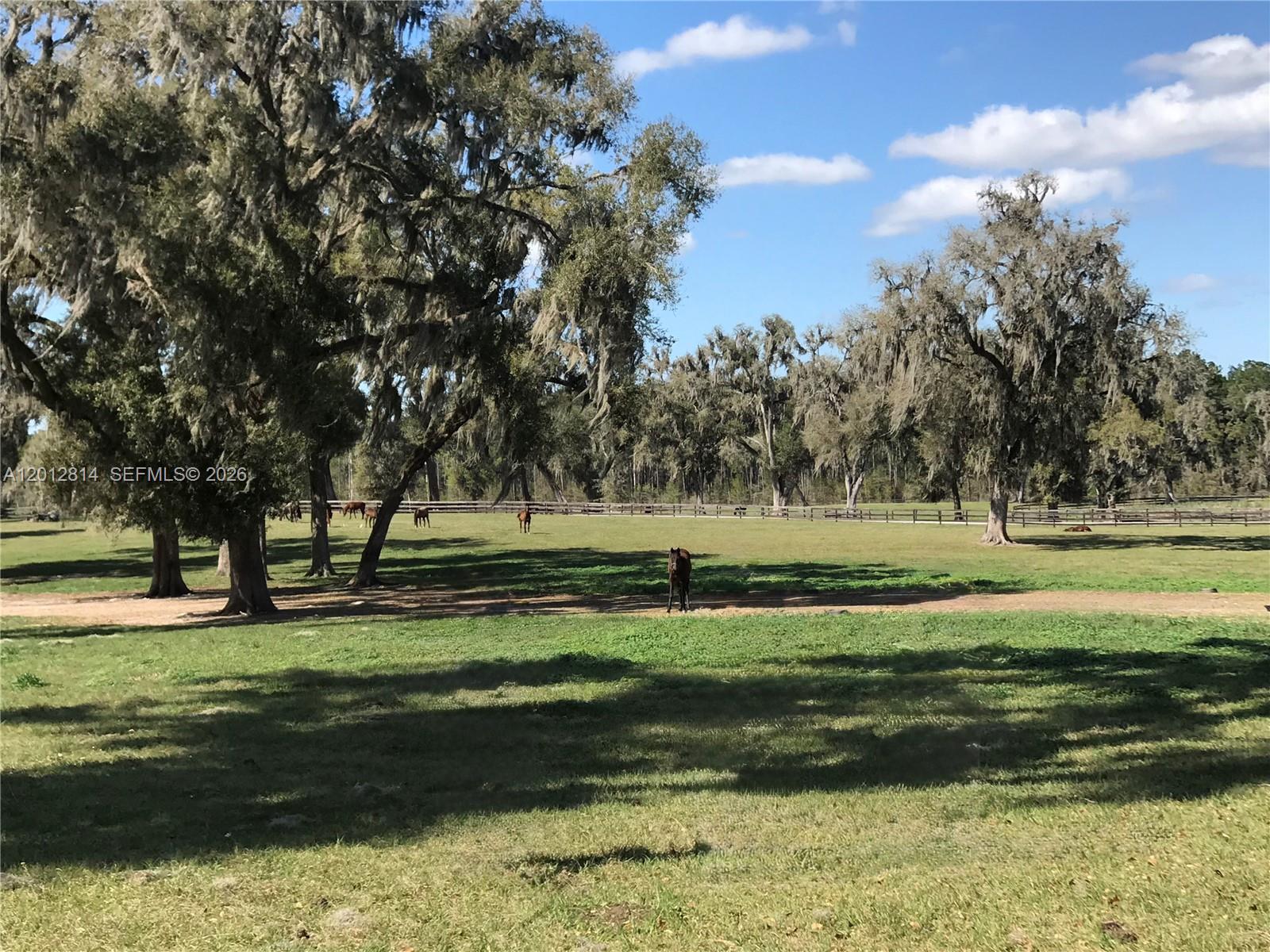 A horse stands in a grassy pasture dotted with large, moss-draped oak trees — 14500 N HWY 27, Ocala FL 34482, OCALA, FL