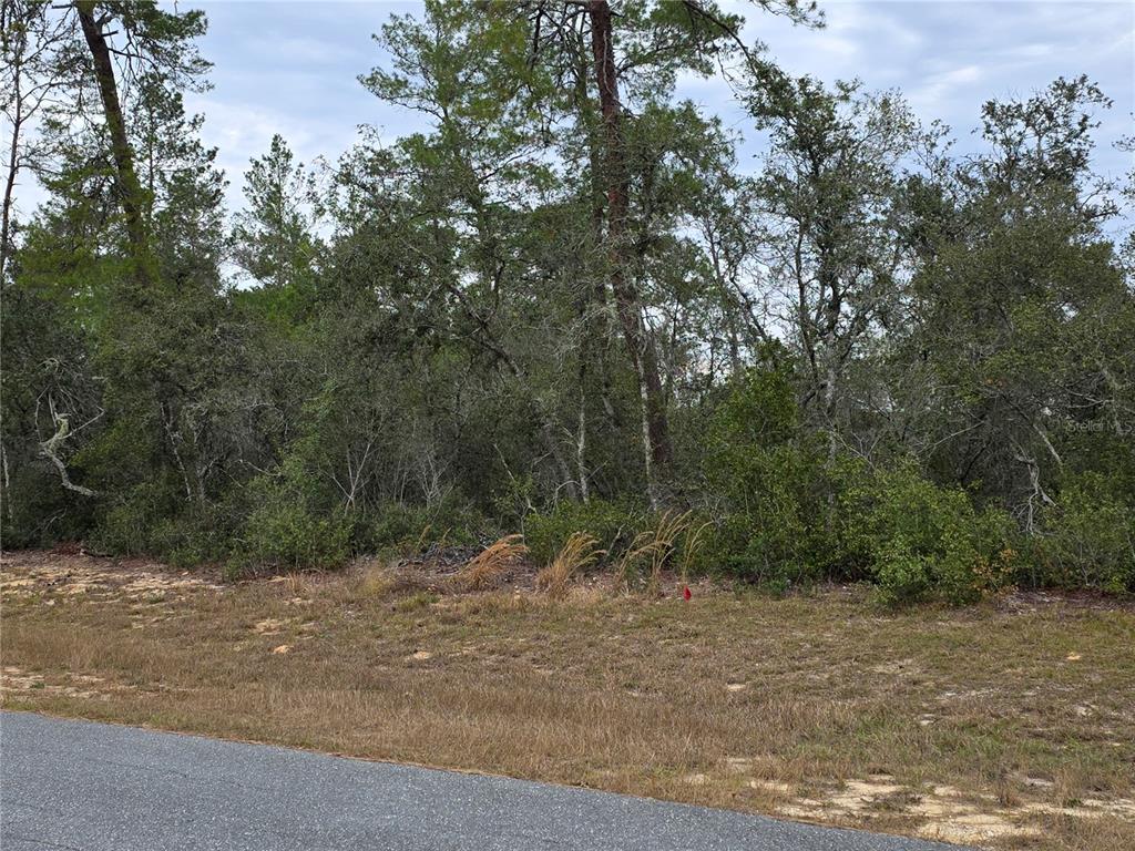 A view of a wooded, undeveloped lot from the edge of a paved road — 165 SW STREET ROAD, OCALA, FL