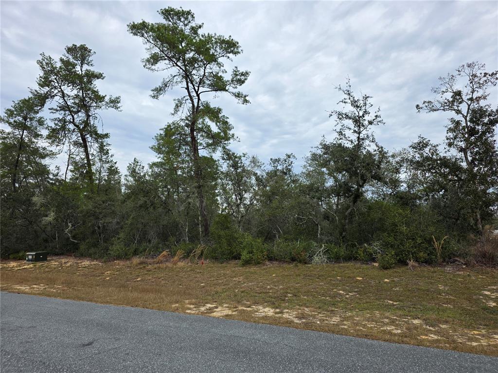 A paved road runs in front of a wooded lot with tall pine trees — 165 SW STREET ROAD, OCALA, FL