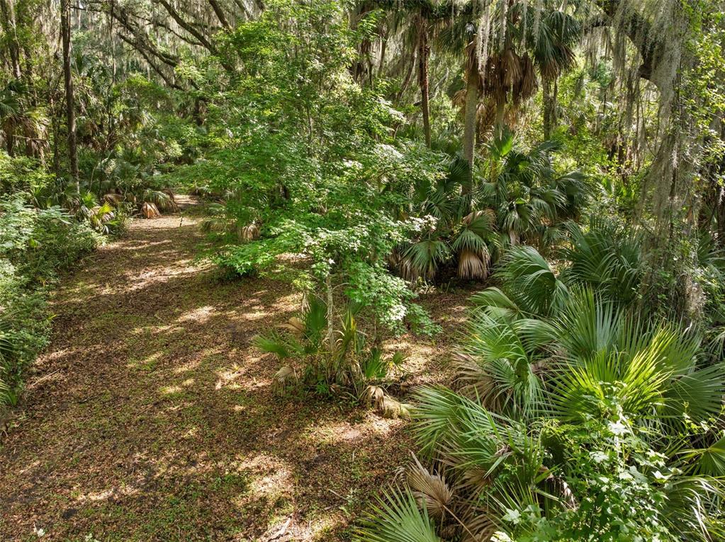 A wooded area with a dirt path surrounded by palm trees and Spanish moss — TBD SE WACAHOOTA ROAD, MICANOPY, FL