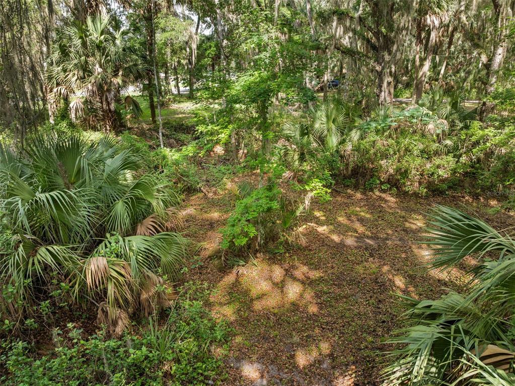 A wooded lot features dense vegetation, palm trees, and Spanish moss under a canopy of trees — TBD SE WACAHOOTA ROAD, MICANOPY, FL
