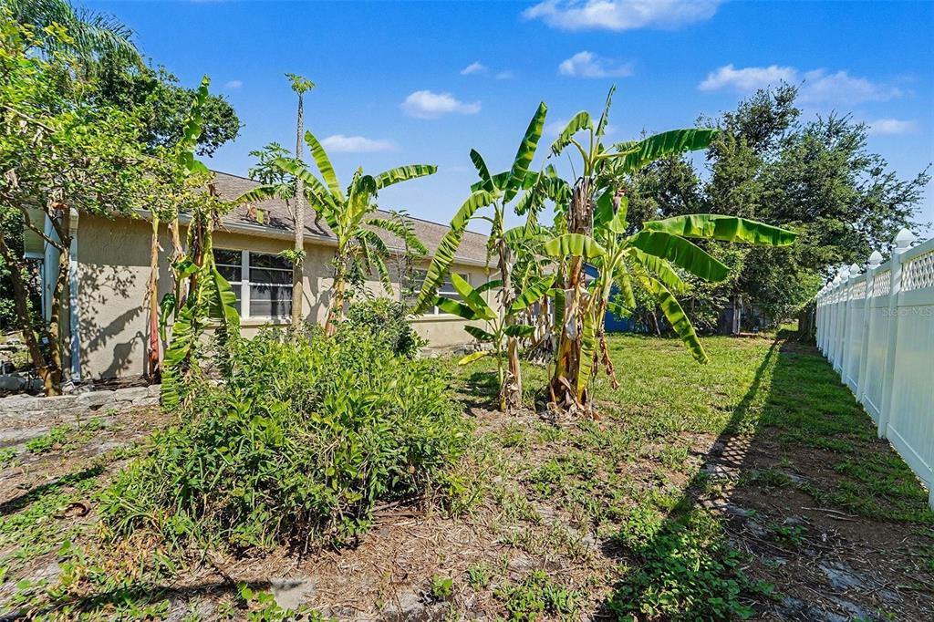 A backyard features banana trees, a white vinyl fence, and the side of a house — 7336 ASHMORE DRIVE, NEW PORT RICHEY, FL