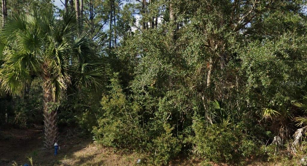 A view of a wooded lot featuring a palm tree and a fire hydrant — 16 SLEEPING BEAUTY PLACE, PALM COAST, FL
