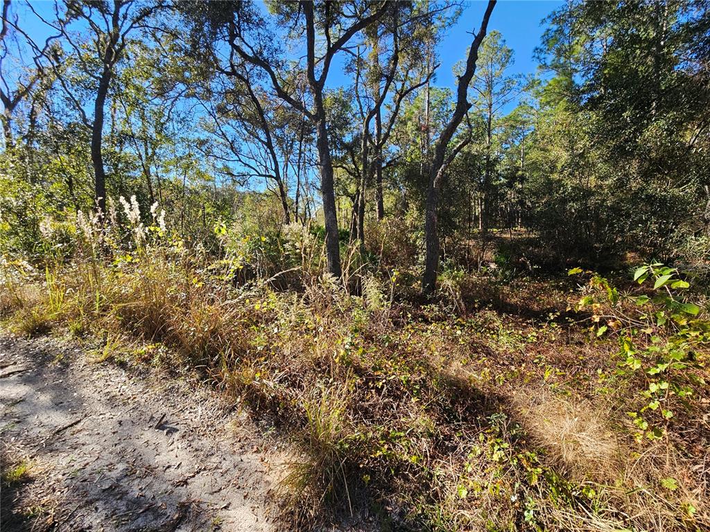 BERRYHILL DRIVE, WEBSTER, FL — photo 5 of 16