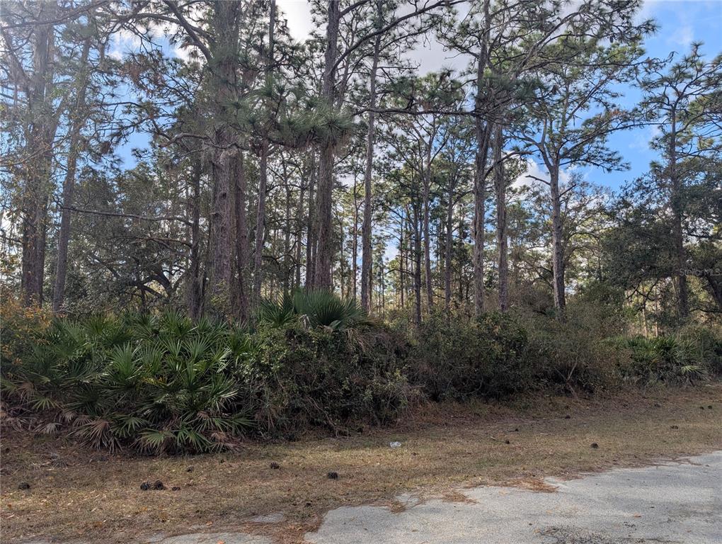 A wooded lot with tall pine trees and dense underbrush borders a paved road — ALLAMANDA DRIVE, INDIAN LAKE ESTATES, FL