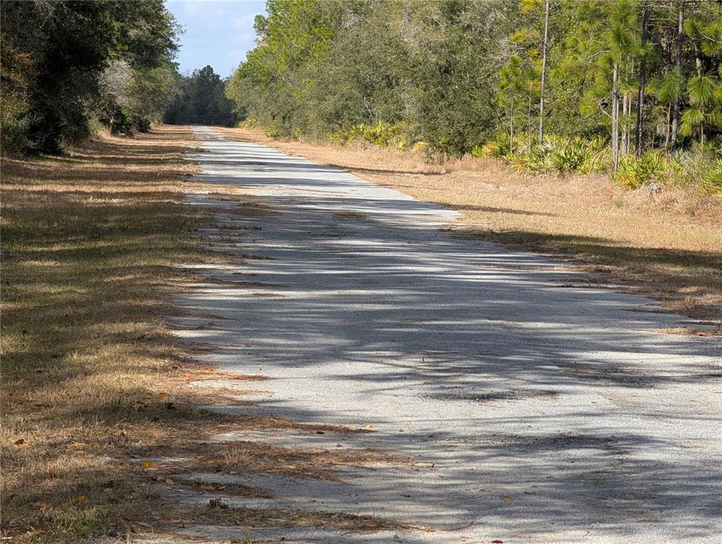 A paved road stretches into the distance, flanked by grassy shoulders and dense forest — ALLAMANDA DRIVE, INDIAN LAKE ESTATES, FL