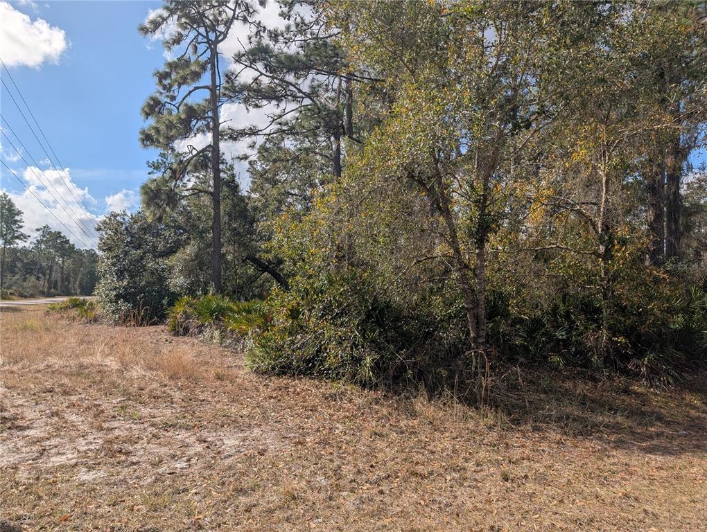 A wooded lot with tall pine trees and dense underbrush under a blue sky — ALLAMANDA DRIVE, INDIAN LAKE ESTATES, FL