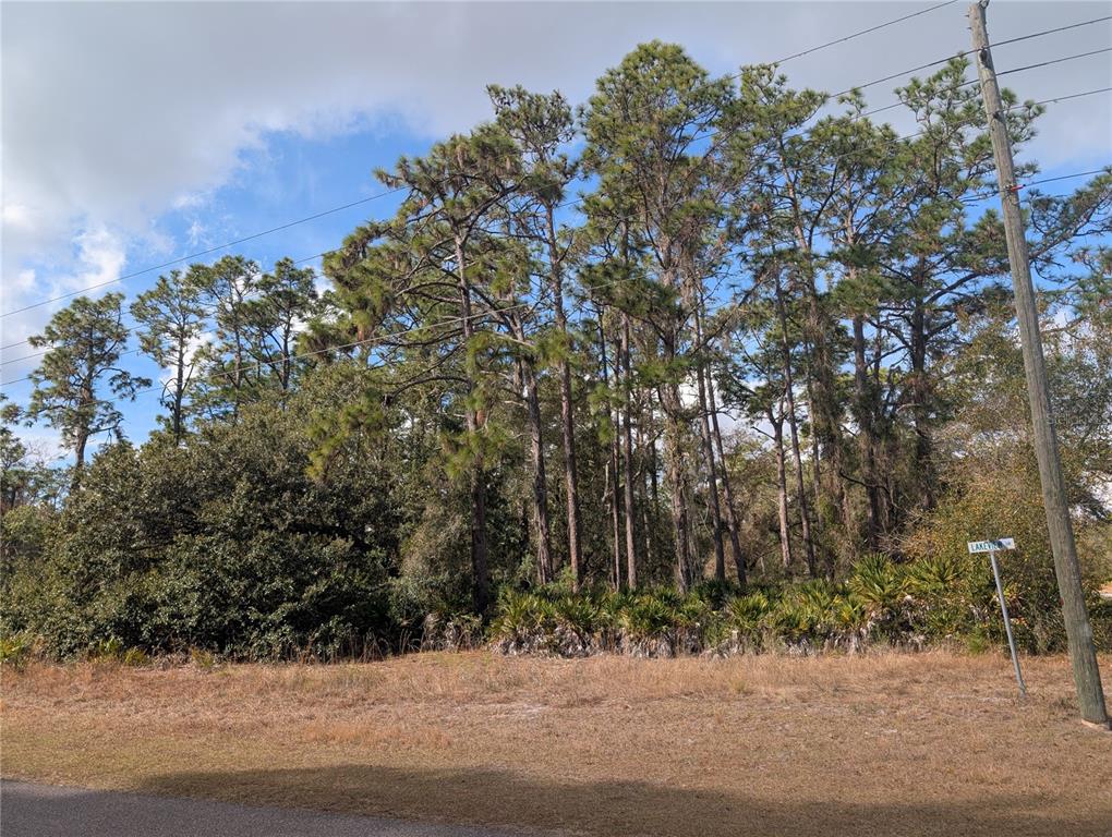 A vacant, wooded lot features tall pine trees and low-lying palmetto bushes under a blue sky — ALLAMANDA DRIVE, INDIAN LAKE ESTATES, FL