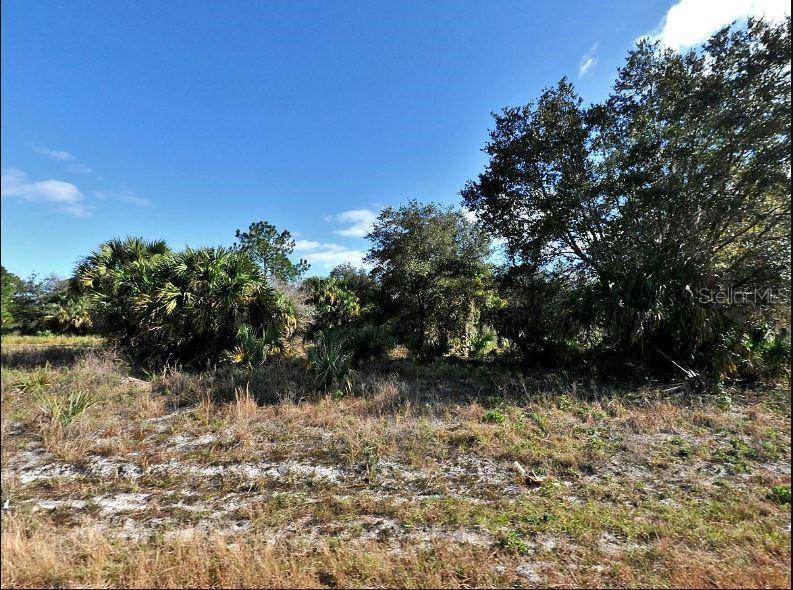 A vacant, grassy lot features scattered trees and dense palmetto bushes under a blue sky — PENNY CIRCLE, NORTH PORT, FL