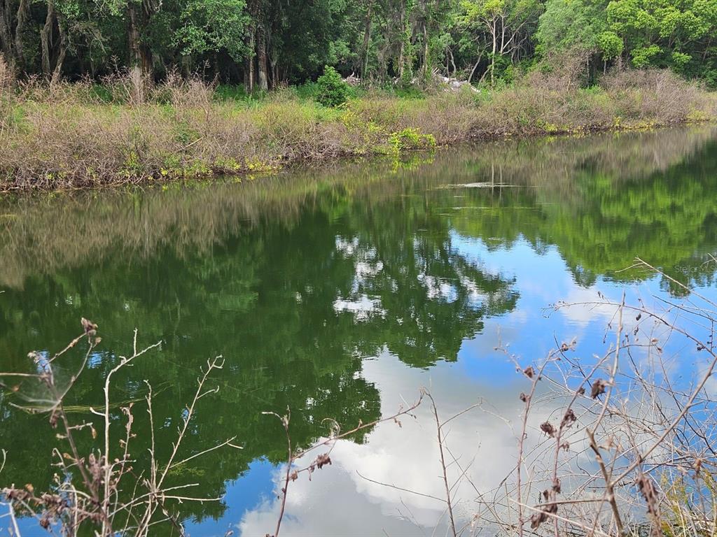 A view of a calm pond surrounded by trees and dry brush under a blue sky — BURNSED ROAD, PIERSON, FL