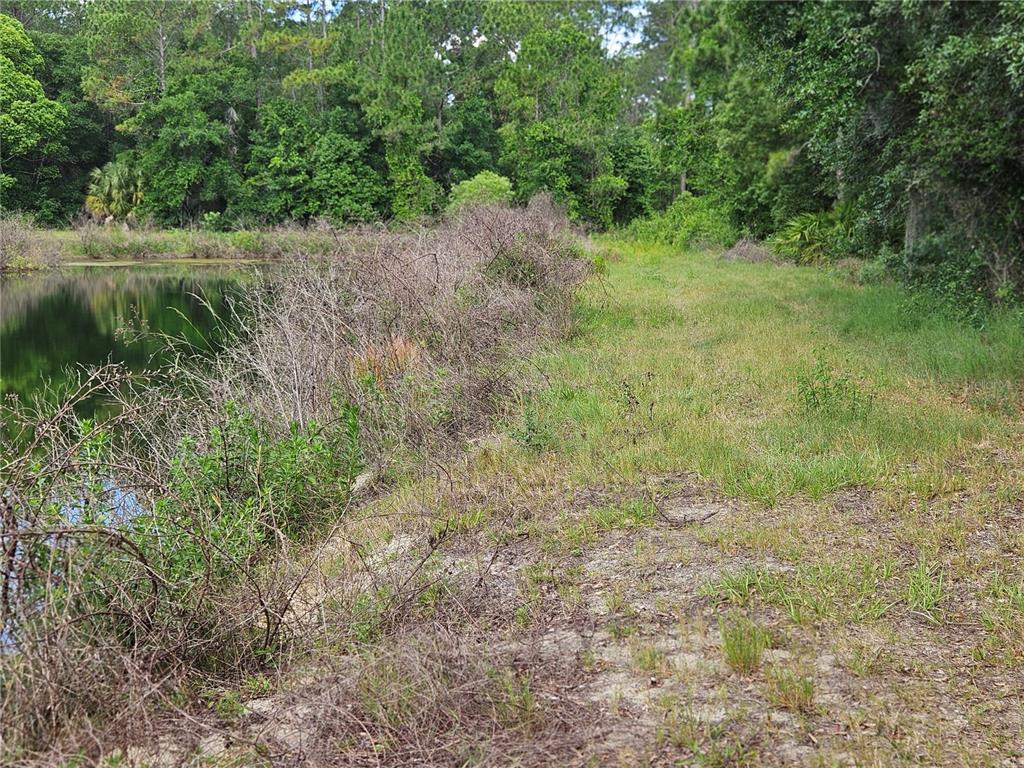 A grassy path runs alongside a pond bordered by dense trees and brush — BURNSED ROAD, PIERSON, FL