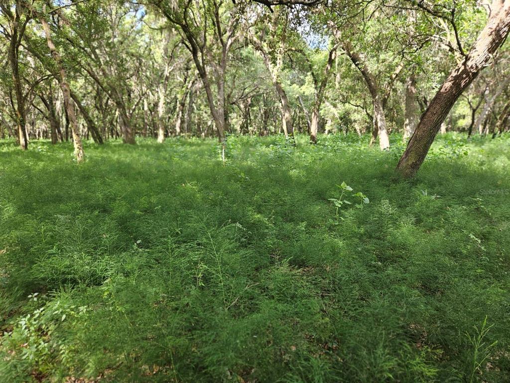 A dense, green field of ground cover grows beneath a canopy of mature trees — BURNSED ROAD, PIERSON, FL