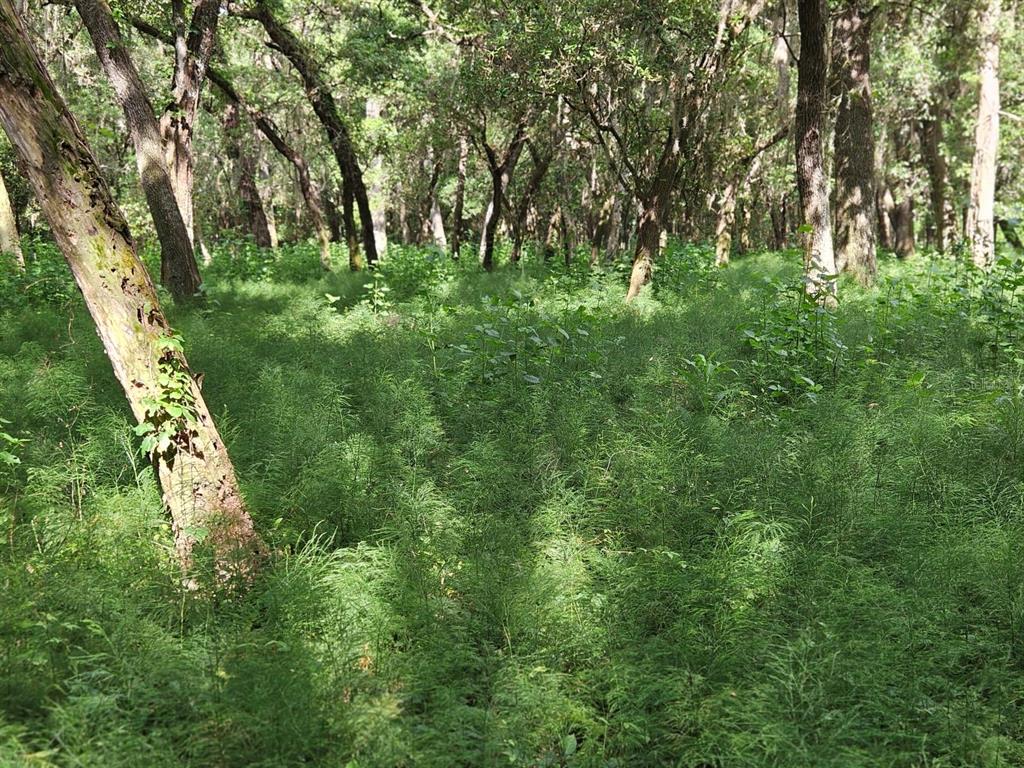 A dense forest floor covered in green horsetail plants beneath a canopy of mature trees — BURNSED ROAD, PIERSON, FL
