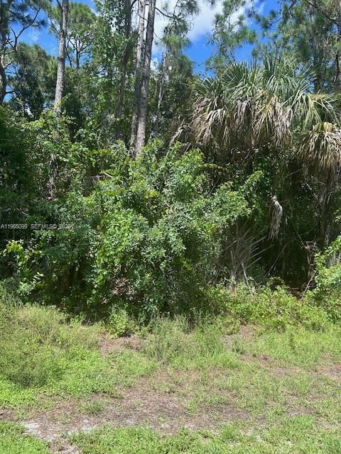 A view of a densely wooded lot with tall trees and thick undergrowth — 737 DOVERBROOK DRIVE, Palm Bay FL 32907, PALM BAY, FL