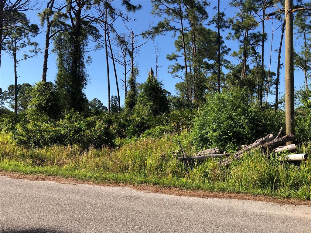 A vacant, wooded lot with tall pine trees and brush sits beside a paved road — DANDURAND AVENUE, NORTH PORT, FL