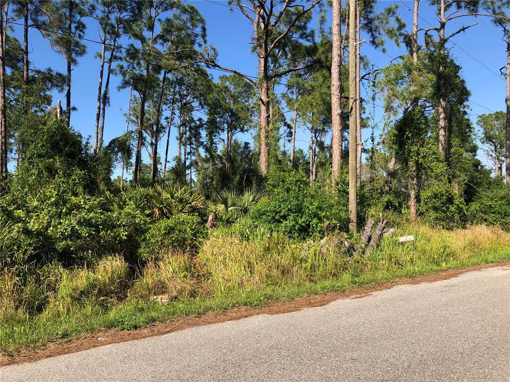 A wooded, undeveloped lot with tall pine trees sits beside a paved asphalt road — DANDURAND AVENUE, NORTH PORT, FL